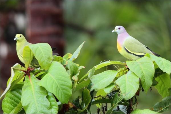 pink-necked-dove-web1