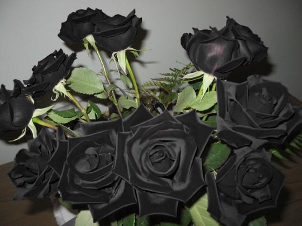 Black_Roses_by_FromNothingToNothing