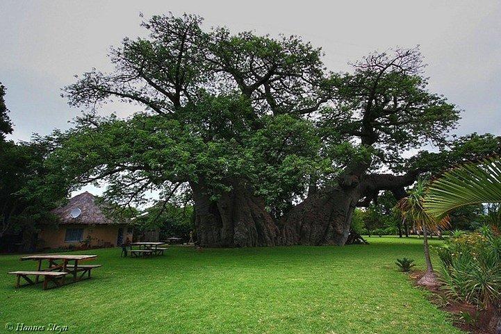 Εκπληκτικό μπαρ στο εσωτερικό ενός ζωντανού δέντρου 6.000 ετών!! (βίντεο)