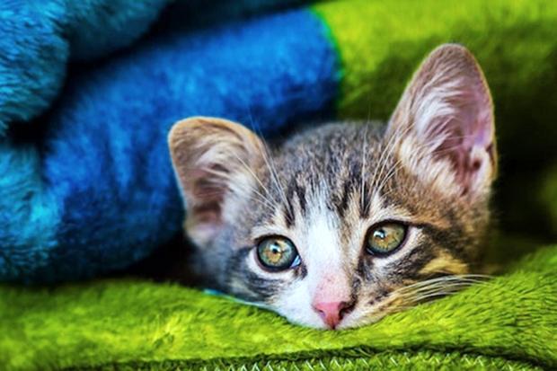To “μικρό θαύμα” της ζωής: -ένα αξιολάτρευτο γατάκι που διασώθηκε από κάδο σκουπιδιών!