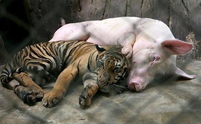 Μια παράξενη φιλία μεταξύ ενός γουρουνιού και μιας… τίγρη!!