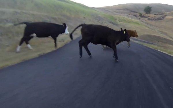 Άτυχος skateboarder συγκρούεται με… αγελάδες! (βίντεο)