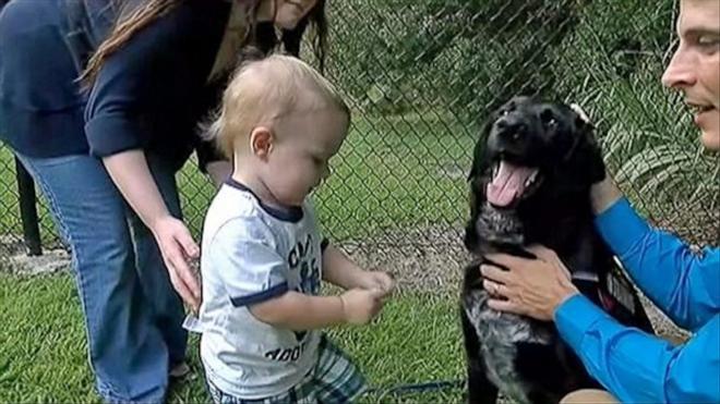 Σκύλος σώζει μωράκι, απο την βαρβαρότητα της μπέμπι σίτερ (βίντεο)