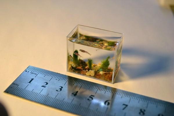 Το μικρότερο ενυδρείο στον κόσμο που φιλοξενεί τα πιο μικροσκοπικά ψάρια