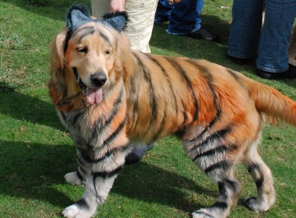 dogs-in-halloween-costumes-03