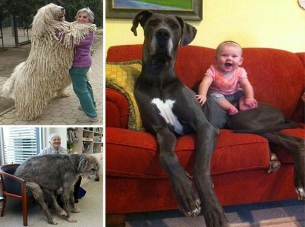 21 σκύλοι που δεν έχουν συνειδητοποιήσει το μέγεθος τους!