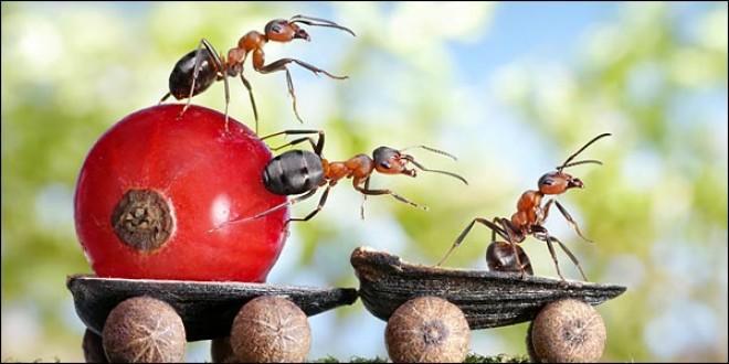 10 τρόποι για να ξεφορτωθείτε τα μυρμήγκια από το σπίτι σας!!!