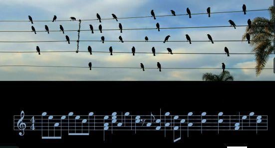 Απίστευτο: -Από την θέση των πουλιών στα ηλεκτροφόρα σύρματα παρήγαγε τη μελωδία που θα ακούσετε στο βίντεο!