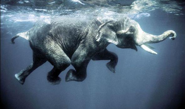 Οι μαγικές βουτιές του τελευταίου ελέφαντα κολυμβητή! Δείτε το απολαυστικό βίντεο