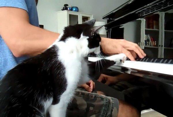 Η χαδιάρα γάτα που δε σ’ αφήνει να παίξεις πιάνο
