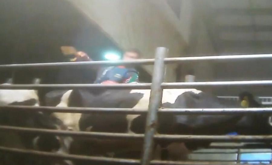 Εικόνες ΦΡΙΚΗΣ: Υπάλληλοι γαλακτοβιομηχανίας κακοποιούν βάναυσα αγελάδες