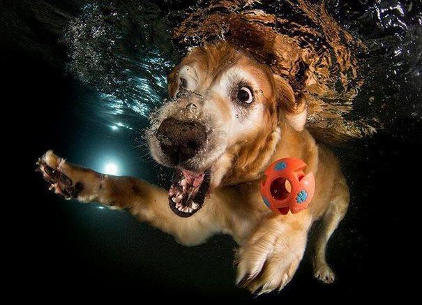 Έχετε αναρωτηθεί ποτέ πως φαίνεται το σκυλί σας όταν βουτάει σε νερό; Δείτε τις απολαυστικές φωτογραφίες!