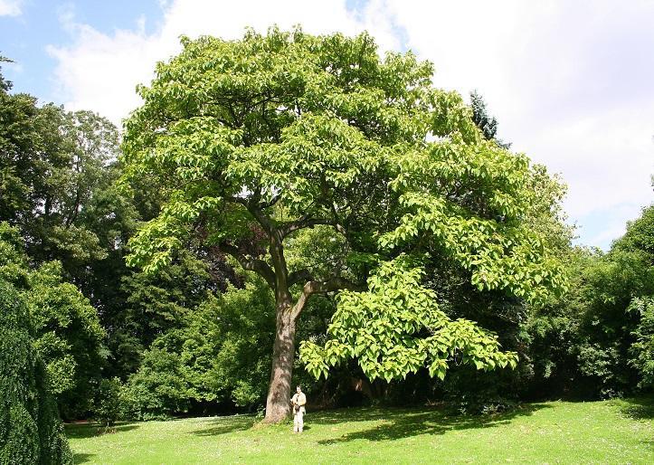 Παουλόβνια: Η καλλιέργεια ενός νέου δέντρου, που υπόσχεται να μας γεμίσει …«δώρα»!!!