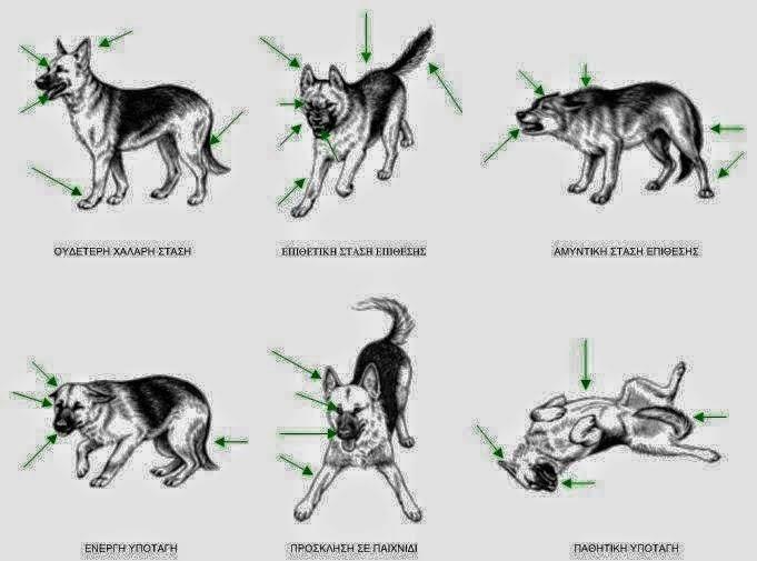 tilestwra.gr   ΔΕΙΤΕ Η γλώσσα του σώματος ενός σκύλου 01 ΔΕΙΤΕ: Η γλώσσα του σώματος ενός σκύλου!