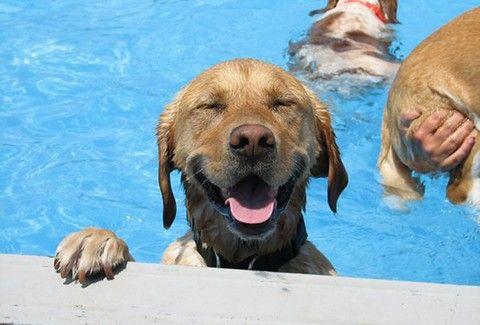 Μια πισίνα ΜΟΝΟ για σκυλιά! Δείτε να απολαμβάνουν το κολύμπι και τις θεαματικές βουτιές!