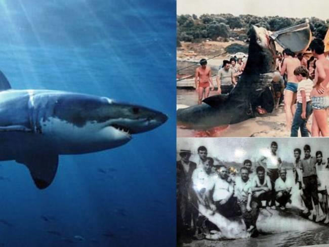 Επιθέσεις καρχαριών στην Ελλάδα! Δείτε τα περιστατικά που έχουν καταγραφεί και ελάχιστοι τα γνωρίζουν..