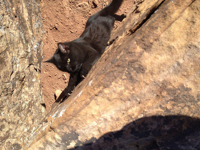 perierga.gr - Γάτα, άριστος ορειβάτης!