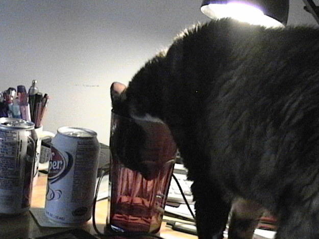 This cat thinks it's a glass of Dr Pepper.