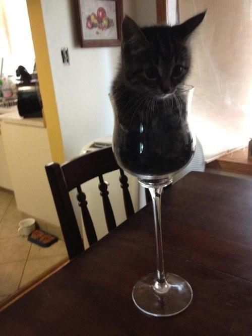 This cat thinks it's a glass of vintage cabernet sauvignon.
