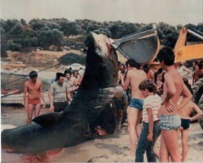 Ο μεγάλος λευκός καρχαρίας στην Ελλάδα. Όλες οι επιθέσεις που καταγράφηκαν στα ελληνικά χρονικά και σπάνιες φωτογραφίες που σοκάρουν…
