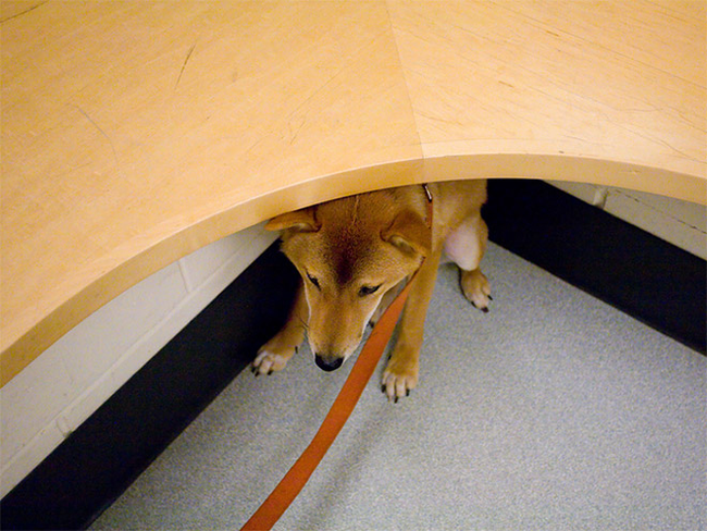 perierga.gr - Σκυλιά προσπαθούν να κρυφτούν από τον κτηνίατρο!