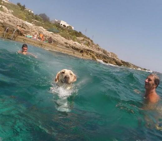 Walter: O πιο ευτυχισμένος σκύλος του καλοκαιριού τρέχει να βουτήξει στη θάλασσα  και γίνεται διάσημος σε όλο τον πλανήτη !!!