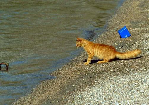 Ένα απίστευτο επεισόδιο στη Λευκάδα: Ξεσηκωμός για την κλωτσιά που έστειλε γάτα στη θάλασσα – Πήραν τους δράστες στο κυνήγι και τους έπιασαν!