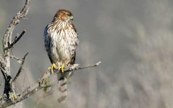 Juvenile_Coopers_hawk_Accipiter_cooperii_in_tree-612x382[2]