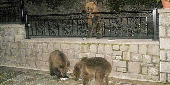Αξιαγάπητα αρκουδάκια βολτάρουν σε αυλή σπιτιού στο Μέτσοβο