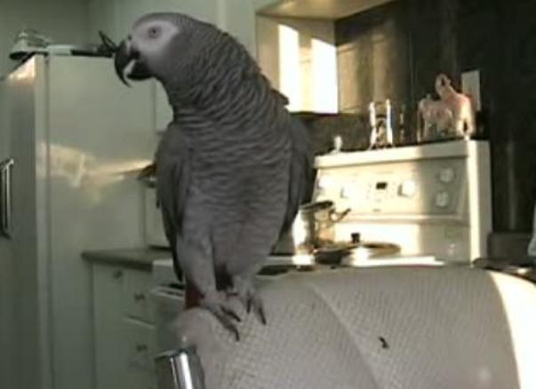 Αυτός ο παπαγάλος έχει μέσα του τον ρυθμό! – Απίστευτο πουλί !!!