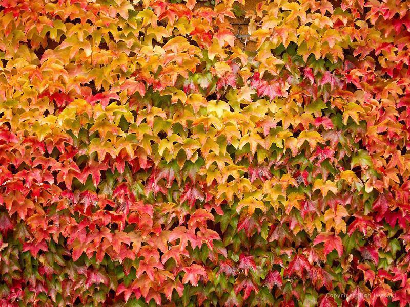 colorful-fall-photos-colorful-ivy