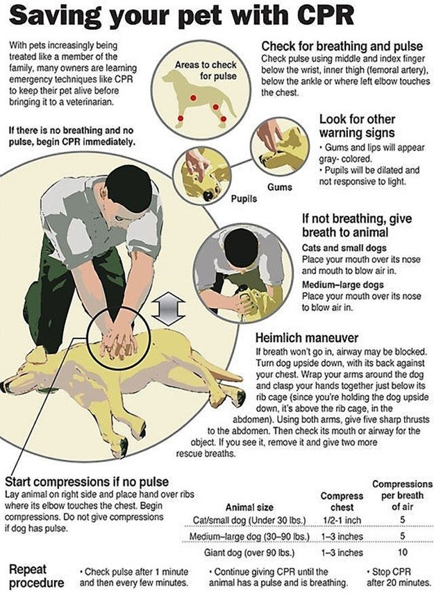 3.) Learn doggy CPR.