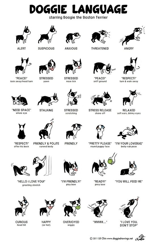 7.) Know what your dog is saying with their body language.