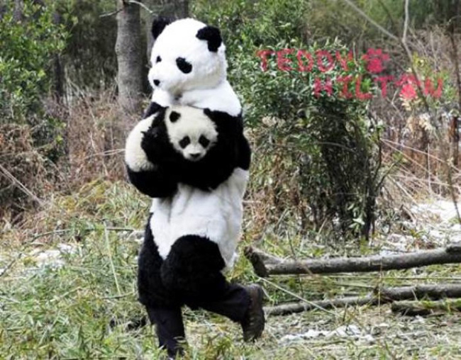 10.) Chinese scientists wear these "costumes" while caring for young pandas to help them better assimilate to the wild when they're older.
