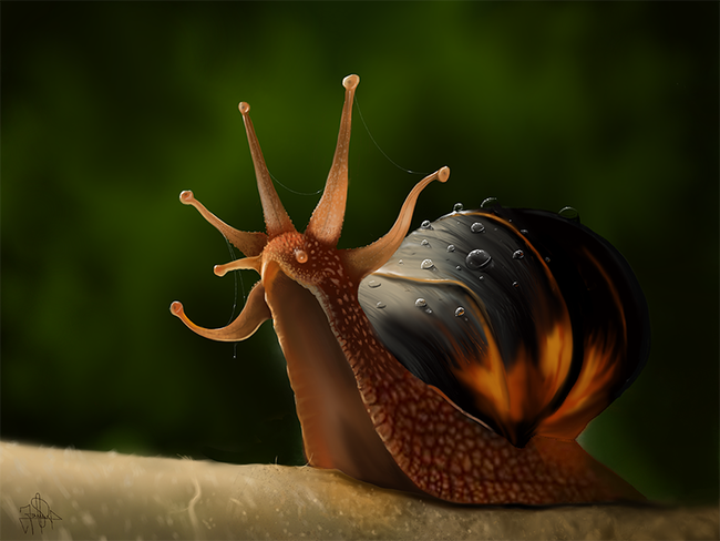King Snail (El Caracol Rey)