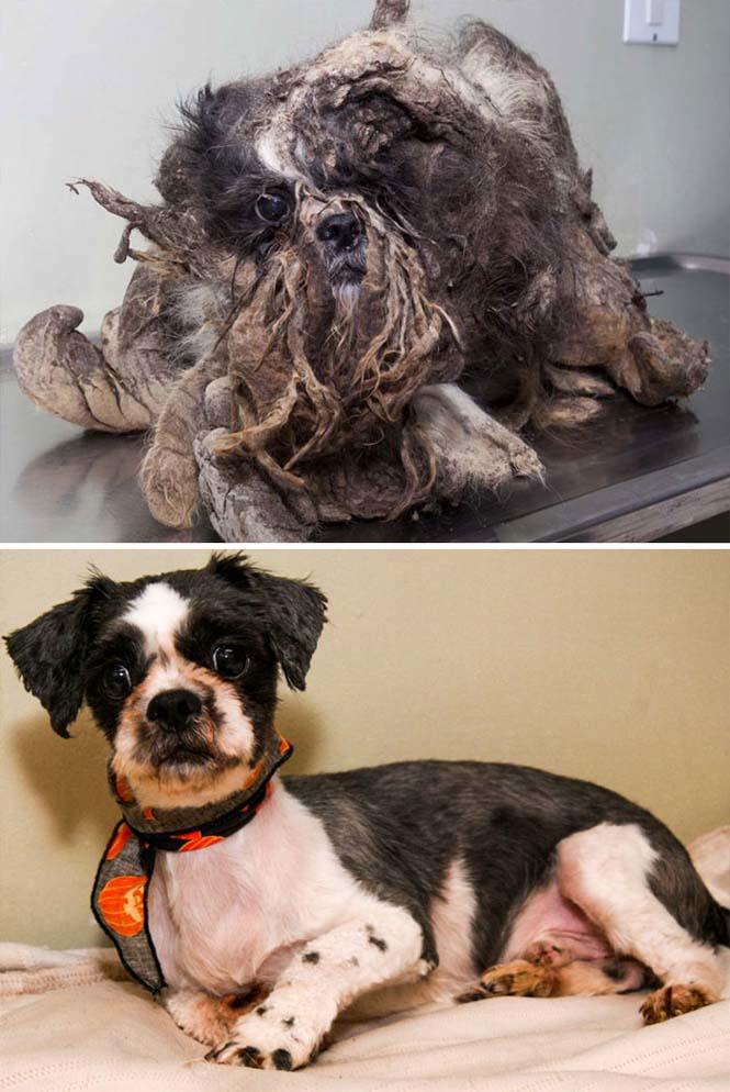 Σκύλοι πριν και μετά τη διάσωση τους (12)