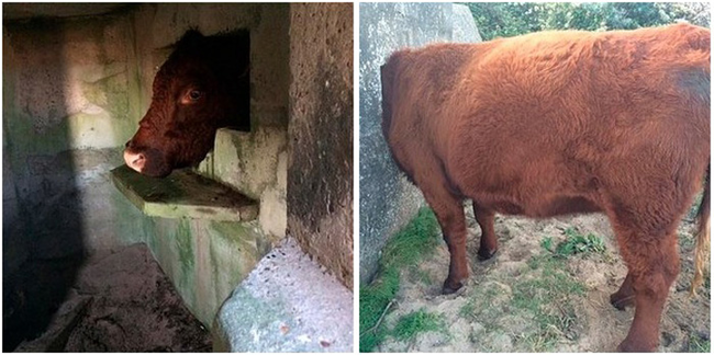 The curious cow popped her head into the World War II pillbox. She was forced to wait 4 hours for help due to swelling.