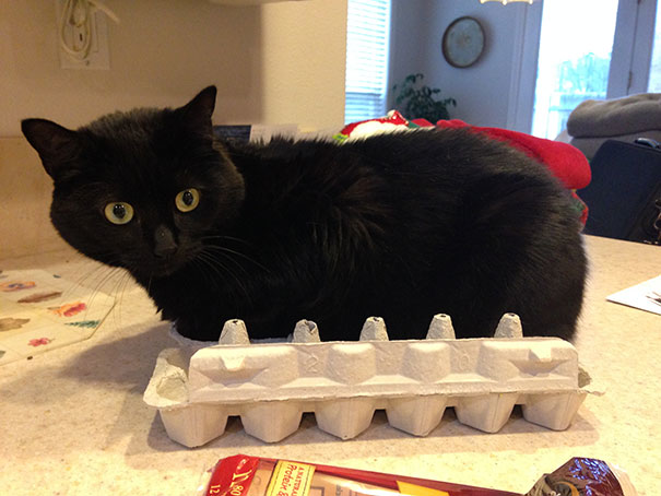 4.) Do cats lay eggs? Because this would be purrrrfect.