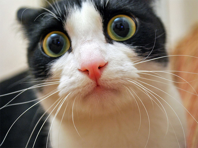 18.) I think this cat is really just pissed about you shoving a camera so close to his face.