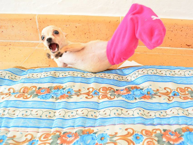 17.) This dog should probably not be in this sock, but you don't have to be so mean about it.