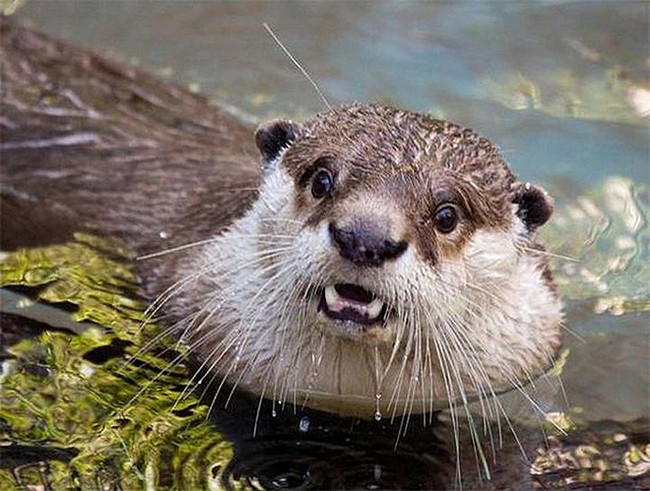 14.) How dare you tell this otter he smells like shellfish.