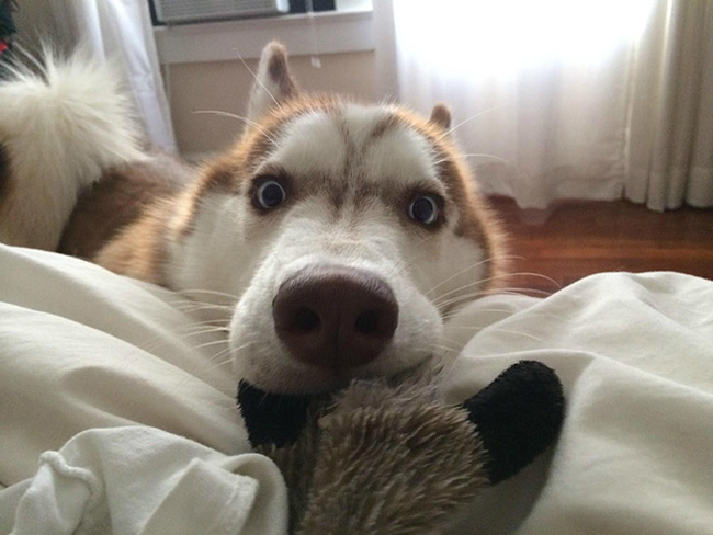 12.) This husky just found his favorite toy hiding in your bed. Dude!