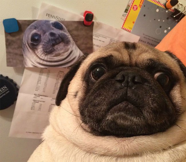9.) Did you just tell this pug he looks like the awkward seal?