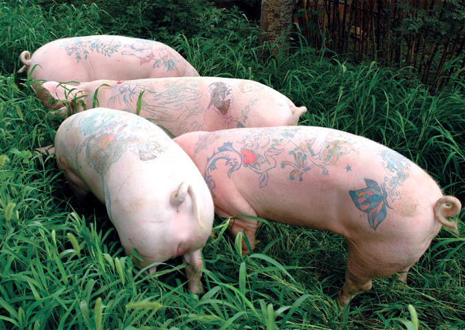 Τατουάζ σε γουρούνια;;; Το είδαμε κι αυτό!