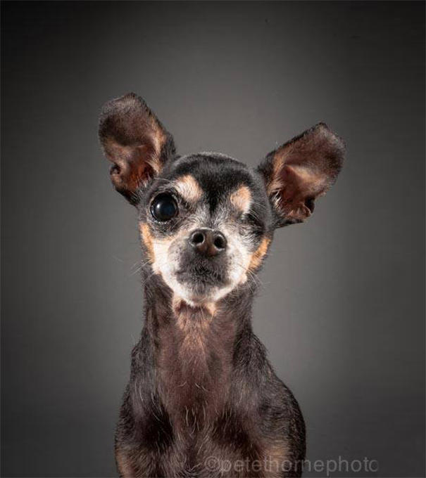 old-dog-portrait-photography-old-faithful-pete-thorne-1