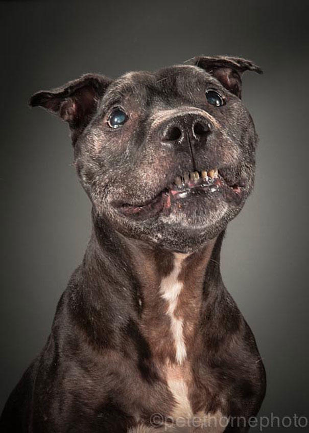 old-dog-portrait-photography-old-faithful-pete-thorne-11