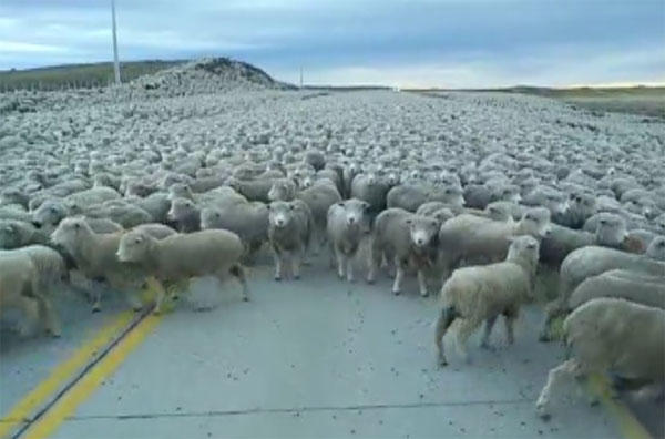 Σας έχει τύχει να συναντήσετε στο δρόμο σας κοπάδι με πρόβατα;;; Σίγουρα δεν ήταν όπως αυτό !!!