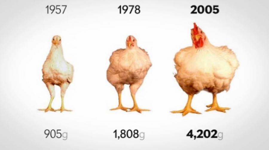 Απίστευτο: Δείτε την τρομακτική αλλαγή στα κοτόπουλα από το 1957 μέχρι και  σήμερα !!!