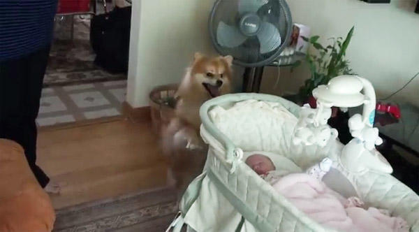 Μικρόσωμος σκύλος τρελαίνεται όταν βλέπει για πρώτη φορά το μωρό της οικογένειας!!!