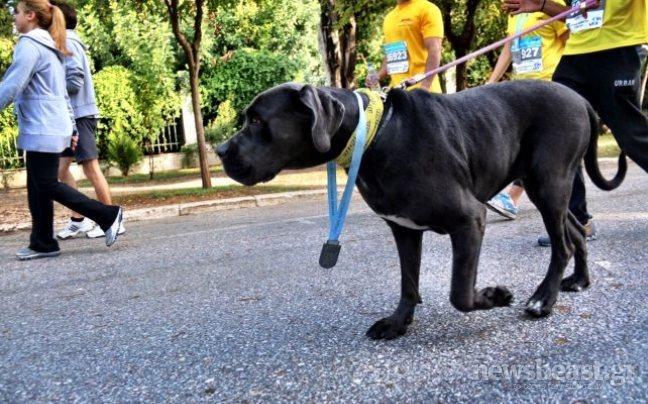 Σκύλος έτρεξε τα 5 χλμ στον Μαραθώνιο και… βραβεύτηκε!